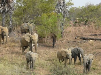 Elefanten im Nationalpark Pendjari in Benin
