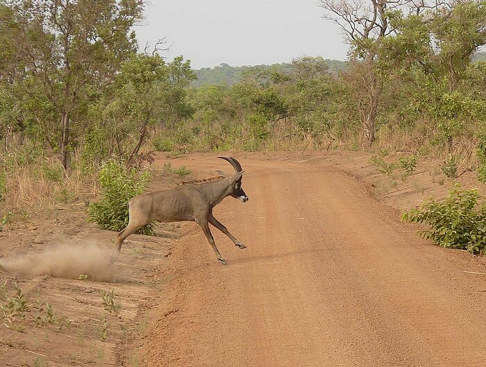 Pferdeantilope in Benin