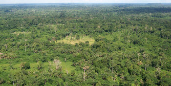 Liberia Regenwald