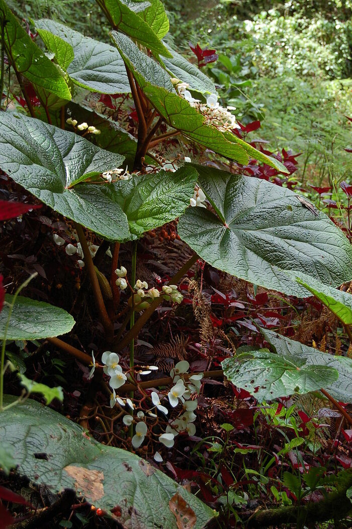 Begonia baccata auf São Tomé