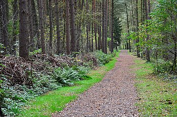 Waldweg im Klövensteen