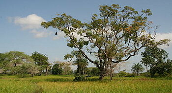 Landschaft im Senegal