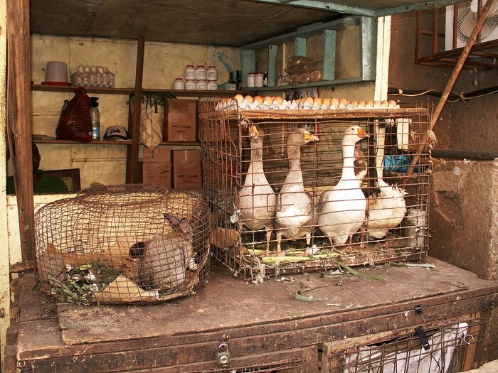 Marktstand mit Gänsen und Kaninchen