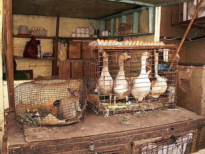 Marktstand mit Gänsen und Kaninchen