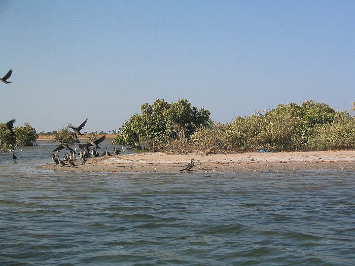 Mangroven am Bolong im Senegal