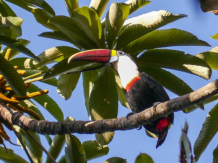 Tukan in Guyana