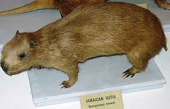 Jamaika-Hutia