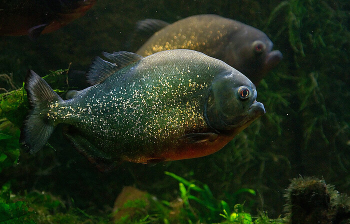 Roter Piranha