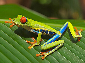 Rotaugen-Laubfrosch