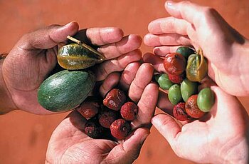 Bush Tucker