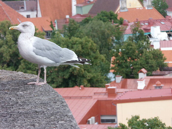 Möwe in Tallinn