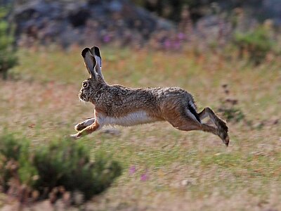 Tiere in Spanien