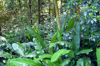 Regenwald in St. Lucia