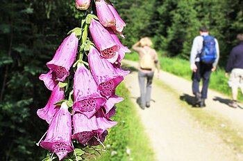 Fingerhut im Harz