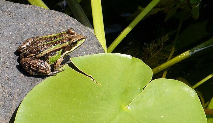 Frosch am Fluss Latorica