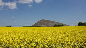 Raps in Sachsen-Anhalt