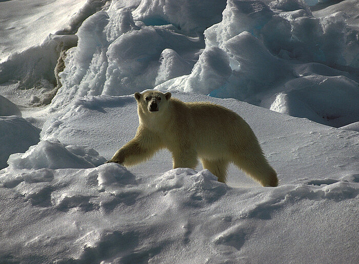 Eisbär