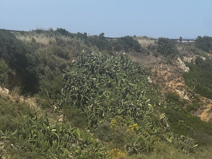 Kakteen an der Algarve Kakteen in Portugal