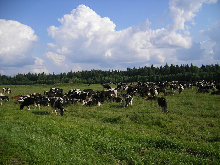 Kühe in Weißrussland