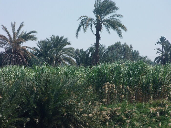 Zuckerrohr in Ägypten