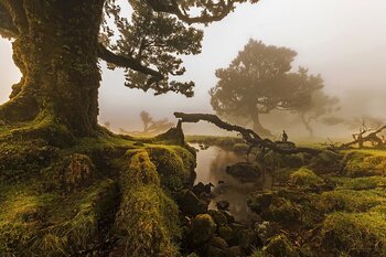 Madeira Lorbeerwald