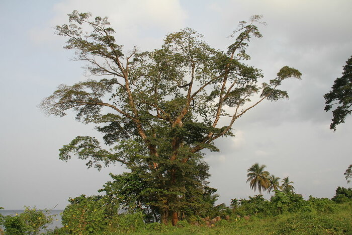 Baum auf Bioko