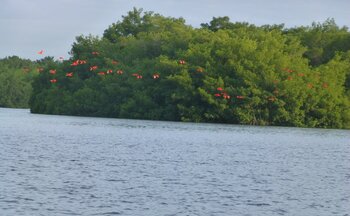 Roter Scharlachsichler