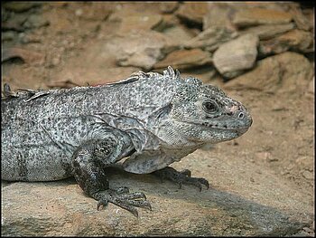 Honduras Tiere Útila-Leguan