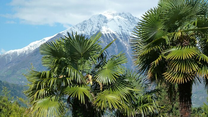 Palmen in Südtirol