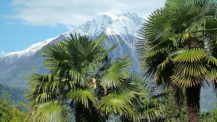 Palmen in Südtirol