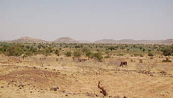 Landschaft in der Region Diffa, Niger