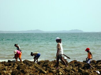Muschelsammeln am Strand in Panama