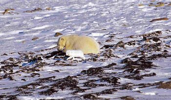 Eisbär und Polarfuchs