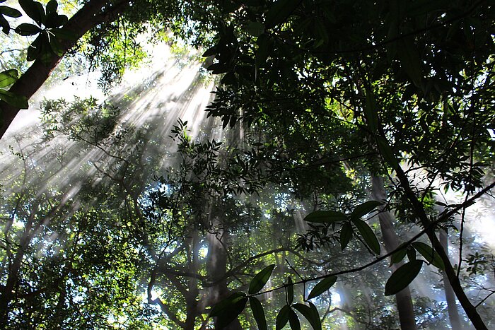 Regenwald in Costa Rica