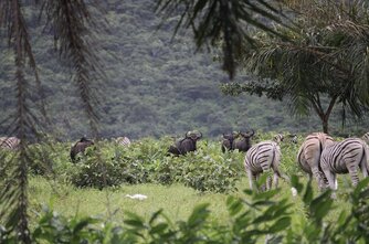 Nsele Valley Park in Kinshasa