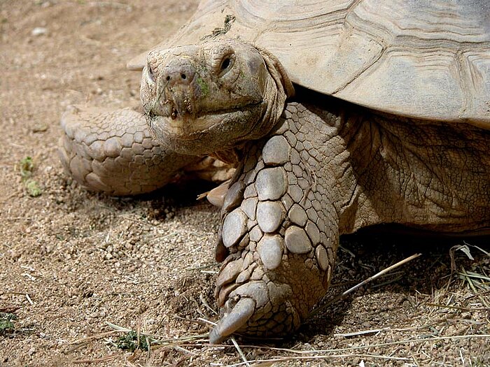 Spornschildkröte