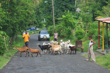 Jungen mit Ziegen in Bathway, Grenada