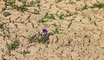 Dürre in der Landwirtschaft