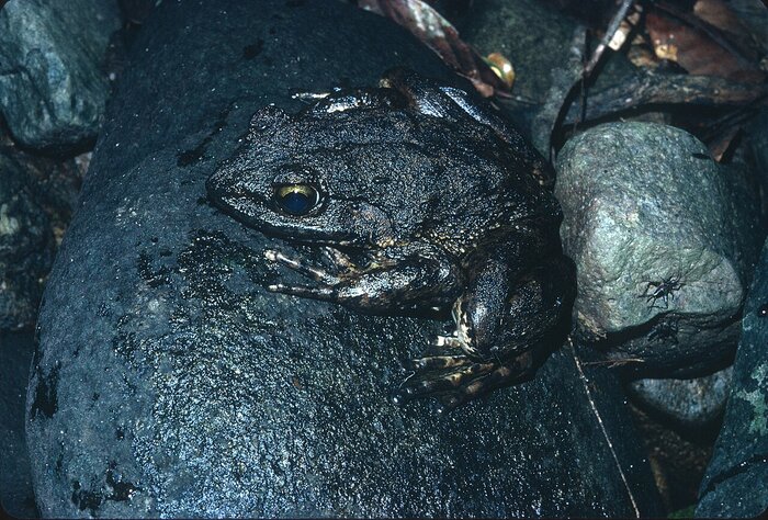 Goliathfrosch Goliathfrosch