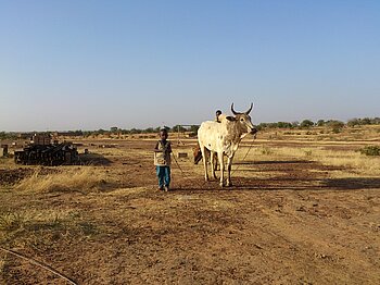 Rinderhirte in Burkina Faso