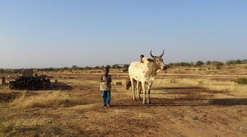 Landwirtschaft in Burkina Faso: Hirte Rinderhirte in Burkina Faso