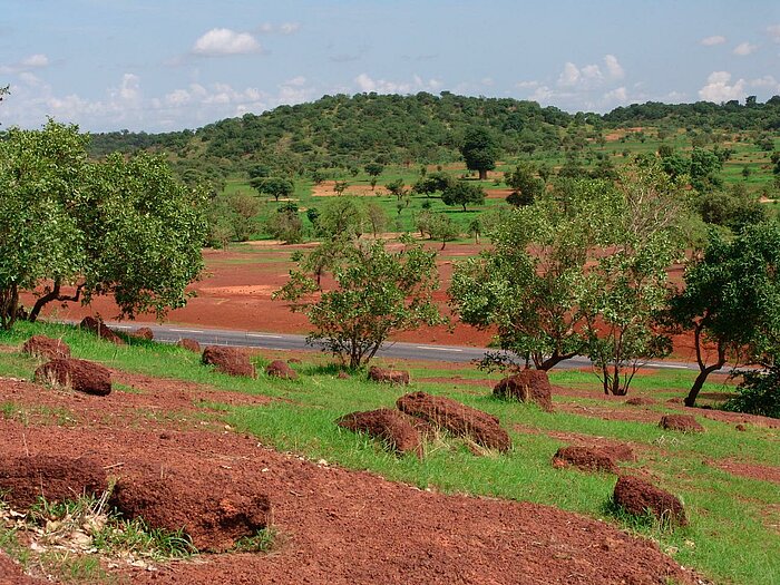 Bäume bei Keyes, Mali