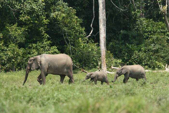 Waldelefanten-Familie