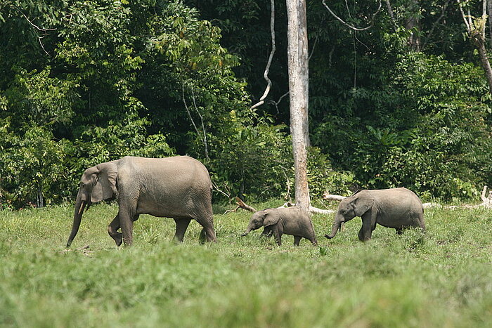 Waldelefanten-Familie