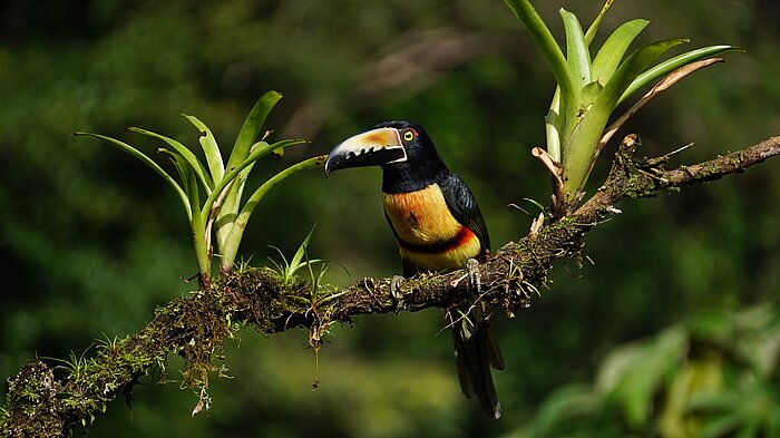 Halsbandarassari in Costa Rica