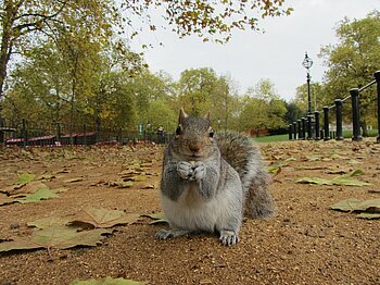 Tiere in London: Grauhörnchen