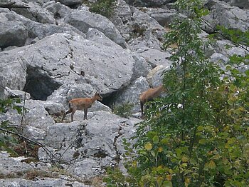 Gämsen in den Abruzzen