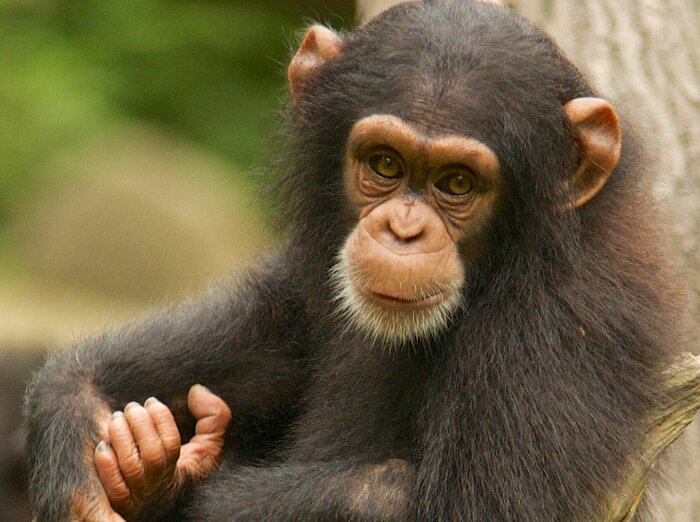 Junger Schimpanse