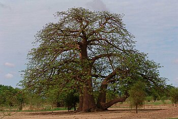 Affenbrotbaum in Mali