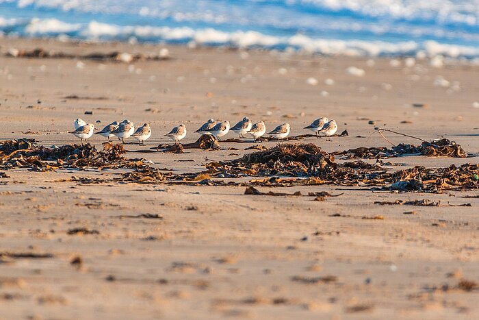 Vogelwelt Helgoland